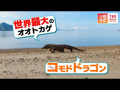 【4K】世界最大のオオトカゲ！最強のコモドドラゴンが住む島