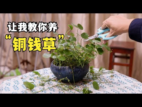 铜钱草怎么养？园艺师教你，轻松学会养铜钱草