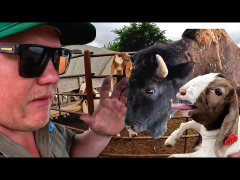 FARMER ATTACKED BY BUFFALO - Lost Footage