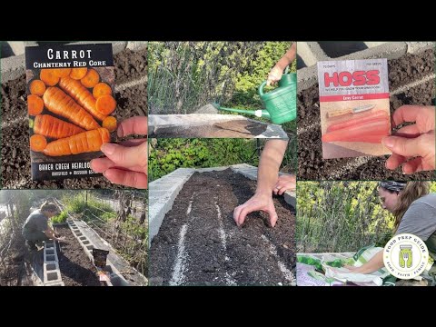 Secrets to Planting Carrots for Better Germination & Growth 🥕🥕🥕