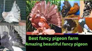 Best fancy pigeon farm - Amazing unique fancy pigeon breeds - fancy breeds - drb fancy pigeon