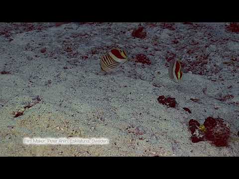 Redback Butterflyfish   Marsa Abu Galawa