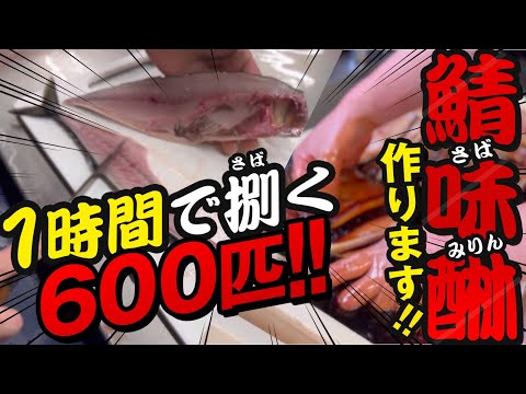 【知らないと損】1人で一日1000匹捌く干物屋の鯖の捌き方 釣れすぎた鯖は鯖味醂にするのもオススメ