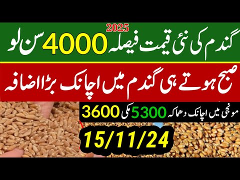 today wheat price in punjab//گندم کا ریٹ/25 '2024/munji makki till sarso/galla mandi rates today