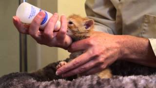 Orphaned Kitten Care: How to Videos - How to Bottle Feed an Orphaned Kitten