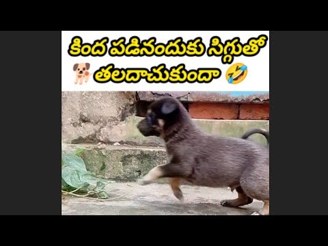 వీడిని ఎవరైనా🐕పెంచుకుంటారాplz?? #cutedog #funnydog #streetdog #భద్రాచలం