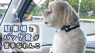 叫びまくるわんこ！車のバック音が苦手！【犬】【鳴き声】