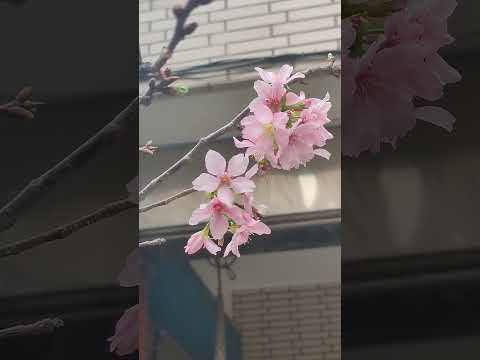 2024 初開的櫻花 SAKURA