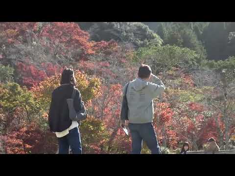 ワイエムエス　フレンドリー　西渓公園の紅葉まつり（佐賀県多久市）　2024/11/24