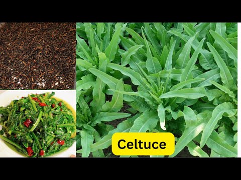 How to use celtuce leaves to make preserved vegetables, stir-fried garlic celtuce lettuce怎样用莴笋叶制作梅干菜