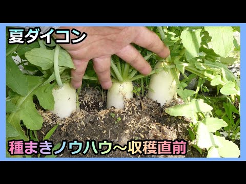 【夏ダイコン 高畝栽培 種まきノウハウ～収穫直前】無農薬 有機栽培 家庭菜園31年目