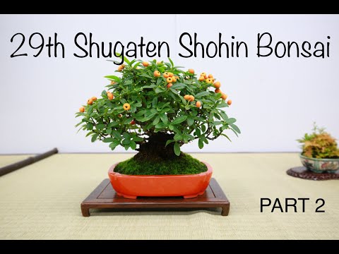 BONSAI at Ueno Green Club - 29th SHUGATEN Shohin bonsai Fair 2021 - 29回秋雅展令和3年 小品盆栽フェア (PART 2)