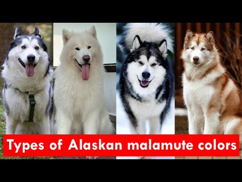 8 Types of Alaskan malamute colors and pattern Finally Revealed