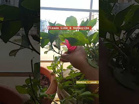 Harvesting Hibiscus 🌺 #ytshortsindia #trendingshorts #viralvideo