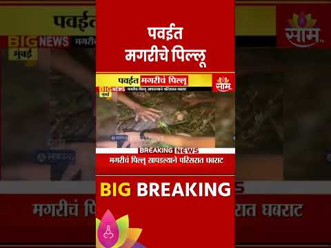 Powai News:  पवई परिसरात आढळलं मगरीचं पिल्लू Marathi News |