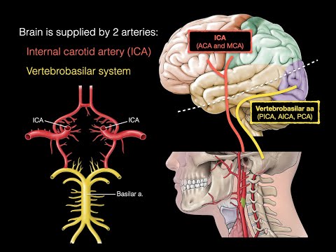 Blood supply to the brain