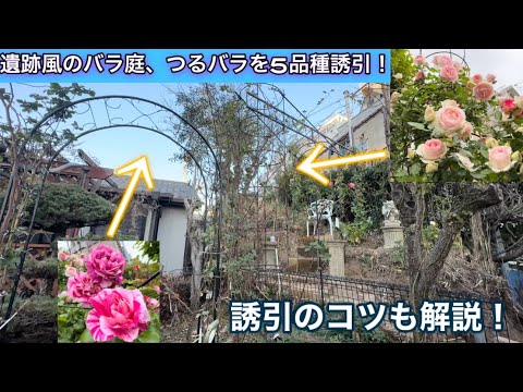 【つるバラ誘引】遺跡風のバラ庭！様々な仕立て方のつるバラ5品種をまとめて誘引していきます🌹