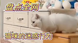 盘点猫咪的迷惑行为