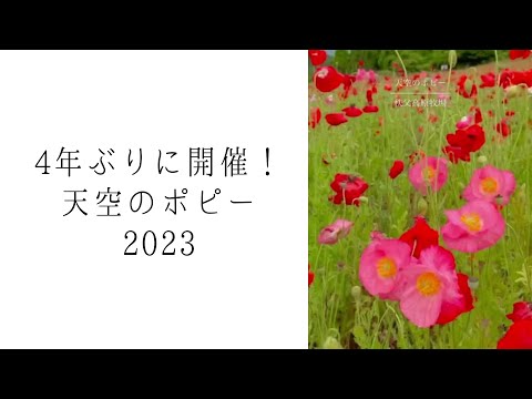 4年ぶりに開催【天空のポピー2023】