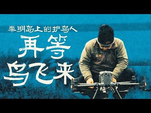 年终特辑·面孔｜崇明岛上的护鸟人：再等鸟飞来