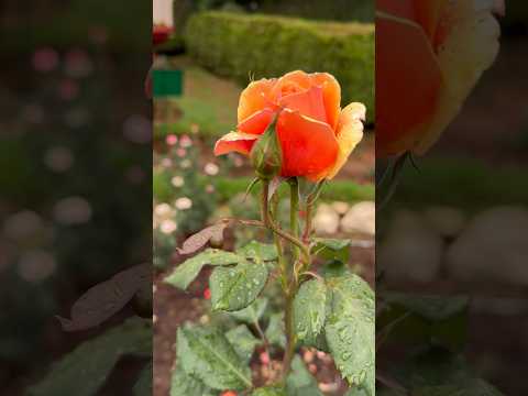 Beautiful Rose Plants #rosegarden #ootyrosegarden #ootytravelguide #ootytouristplaces #rose #rosé