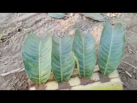 How To Grow Mango Tree From Mango Leaves In Banana Tree Trunk|| Grow Mangoes From Mango leaves 100 %