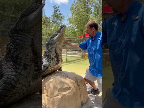 Huge Nile Crocodile Encounter! #shorts #youtubeshorts #nilecrocodile