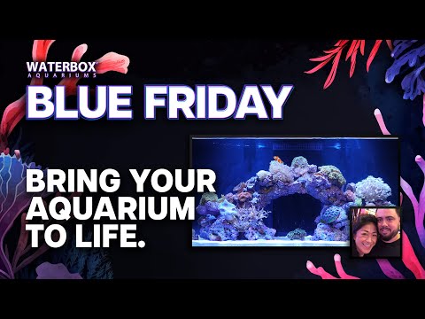 Bringing your aquarium to life the right way with Living Reef Orlando.