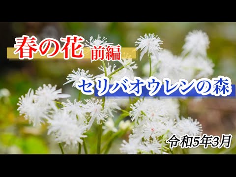 【セリバオウレン】3月　花活前編　セリバオウレンの群生地　栃木県日光市城山