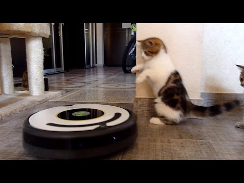 Funny  Kittens Dancing with Robot