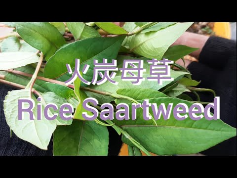 火炭母草 Rice Saartweed