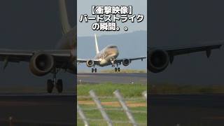 【衝撃】飛行機のバードストライクの瞬間。。#飛行機事故　#航空機事故　#飛行場　#空港　#airplane #airport #bird strike #planespotting  #shorts