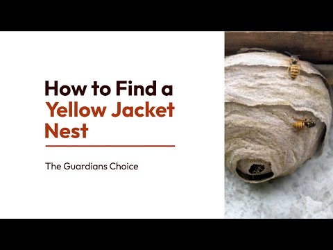 11 Steps to Find a Yellow Jacket Nest | How to Find a Yellow Jacket Nest | The Guardian's Choice