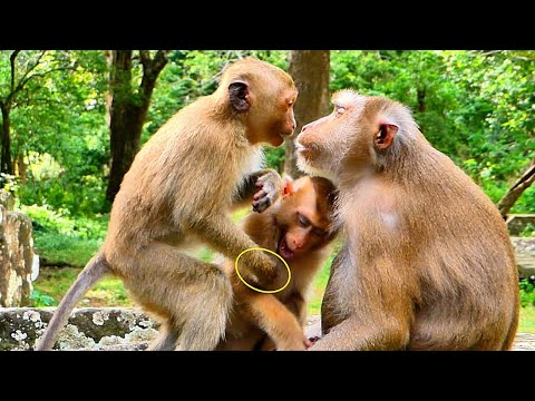 Monkey Rainbow is showing displeasure with Mom Libby Because Libby doesn't care about her.