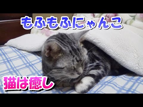 冬のもふもふにゃんこ！猫は癒し（アメリカンショートヘア）