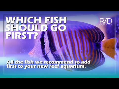 WHICH FISH WE RECOMMEND TO ADD FIRST IN A NEW REEF AQUARIUM. BY REEF AQUARIA DESIGN.