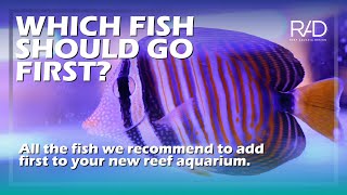 WHICH FISH WE RECOMMEND TO ADD FIRST IN A NEW REEF AQUARIUM. BY REEF AQUARIA DESIGN.