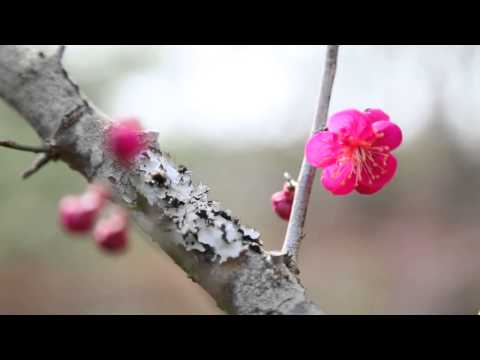 三重県上野森林公園の梅