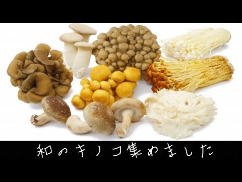 【キノコのお勉強】家庭のキノコを美味しく使い分ける