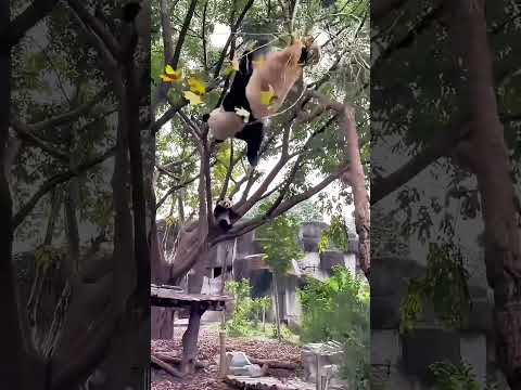 Panda. The giant panda fell from the tree and was stunned. ジャイアントパンダが木から落ちて、頭がぼんやりした。大熊猫从树上摔下，头都摔懵了。