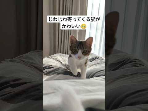 じわじわ寄ってくる猫が可愛すぎました#猫 #保護猫#かわいい #shorts