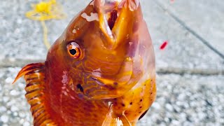 釣れた謎の魚を刺身で食べる