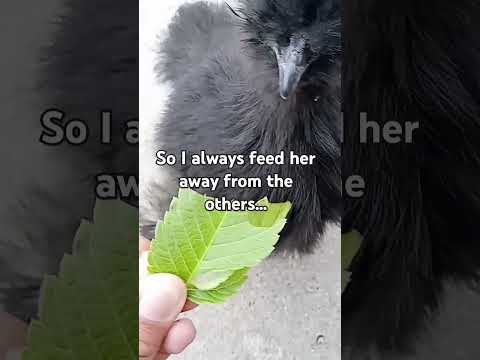 Some news... About my chickens