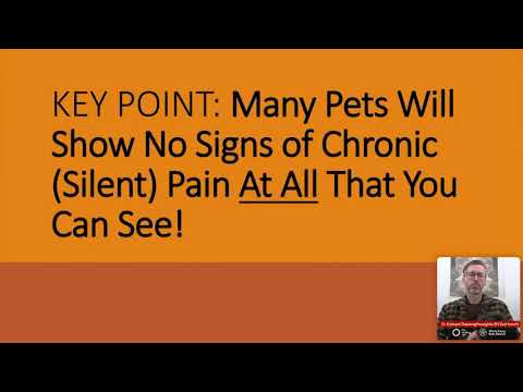 53% of pets live with invisible silent pain - learn how to make sure your pets isn't one of them!