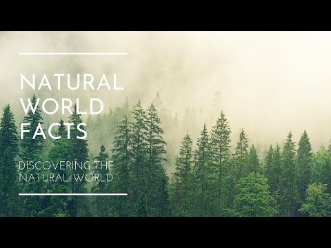 Welcome to Natural World Facts | Channel Trailer