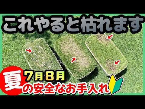 【枯らしてみた】真夏の芝生のトラブルは理解すればカンタンに回避できます【7月8月の手入れ】