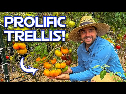 5 Ways To Trellis Tomatoes For ANY Garden | Beginner To Advanced