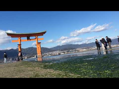 宮島 神與鹿使的應許之地， 香火鼎盛的神聖島嶼。 退潮時可以近距離走向大鳥居， 造訪嚴島神社前先查潮汐表。 #JAPAN #廣島 #海上大鳥居 #嚴島神社 #日本三景