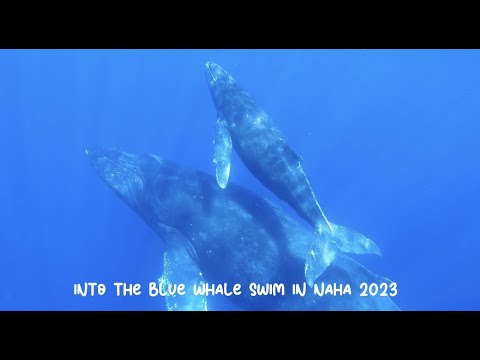 那覇ホエールスイム2023 -into the blue-