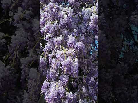 Beautiful wisteria.  Spring is here. #melbourne